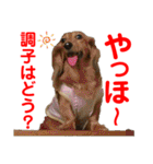 赤いりぼんの可愛い仲間達②（個別スタンプ：10）