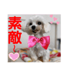 赤いりぼんの可愛い仲間達②（個別スタンプ：18）