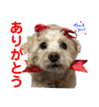 赤いりぼんの可愛い仲間達②（個別スタンプ：21）