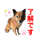 赤いりぼんの可愛い仲間達②（個別スタンプ：28）