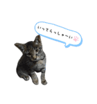 サムの一言（個別スタンプ：25）