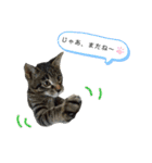 サムの一言（個別スタンプ：26）