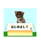 サムの一言（個別スタンプ：27）