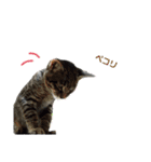 サムの一言（個別スタンプ：30）