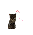 サムの一言（個別スタンプ：31）