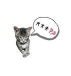 サムの一言（個別スタンプ：33）