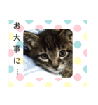 サムの一言（個別スタンプ：34）
