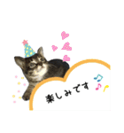 サムの一言（個別スタンプ：37）