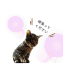 サムの一言（個別スタンプ：40）