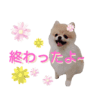 リアルDOG ポメラニアンCOCOまだ赤ちゃん3（個別スタンプ：10）