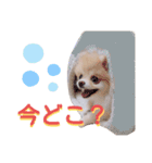 リアルDOG ポメラニアンCOCOまだ赤ちゃん3（個別スタンプ：11）