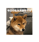 柴犬 葵＆柚子のスタンプ（個別スタンプ：1）