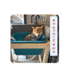 柴犬 葵＆柚子のスタンプ（個別スタンプ：2）