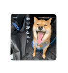 柴犬 葵＆柚子のスタンプ（個別スタンプ：3）