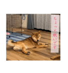 柴犬 葵＆柚子のスタンプ（個別スタンプ：6）