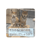 柴犬 葵＆柚子のスタンプ（個別スタンプ：7）