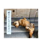柴犬 葵＆柚子のスタンプ（個別スタンプ：8）