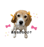 ビーグル かのん♡（個別スタンプ：1）