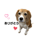 ビーグル かのん♡（個別スタンプ：6）