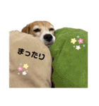 ビーグル かのん♡（個別スタンプ：37）