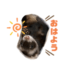 フェレットすたんぷ♪（個別スタンプ：1）