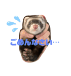 フェレットすたんぷ♪（個別スタンプ：4）