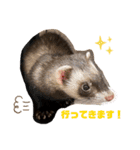 フェレットすたんぷ♪（個別スタンプ：5）