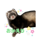 フェレットすたんぷ♪（個別スタンプ：7）