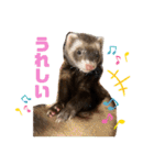 フェレットすたんぷ♪（個別スタンプ：11）