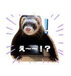 フェレットすたんぷ♪（個別スタンプ：14）