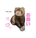 フェレットすたんぷ♪（個別スタンプ：18）