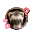 フェレットすたんぷ♪（個別スタンプ：19）