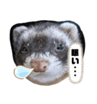 フェレットすたんぷ♪（個別スタンプ：20）