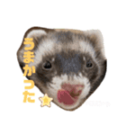 フェレットすたんぷ♪（個別スタンプ：22）