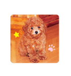 トイプードルのきらぽん（個別スタンプ：5）