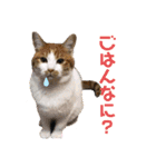 ラナ 、ダイス、マル、みーちゃん（個別スタンプ：2）