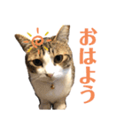 ラナ 、ダイス、マル、みーちゃん（個別スタンプ：3）