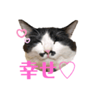 ラナ 、ダイス、マル、みーちゃん（個別スタンプ：4）