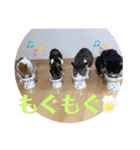 ラナ 、ダイス、マル、みーちゃん（個別スタンプ：6）