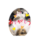 ラナ 、ダイス、マル、みーちゃん（個別スタンプ：7）