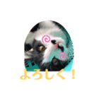 ラナ 、ダイス、マル、みーちゃん（個別スタンプ：9）