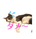 ラナ 、ダイス、マル、みーちゃん（個別スタンプ：11）