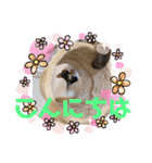 ラナ 、ダイス、マル、みーちゃん（個別スタンプ：14）
