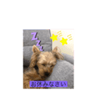 やんちゃなヨーキーちゃん（個別スタンプ：3）