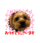 やんちゃなヨーキーちゃん（個別スタンプ：4）