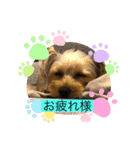 やんちゃなヨーキーちゃん（個別スタンプ：6）