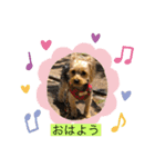 やんちゃなヨーキーちゃん（個別スタンプ：7）