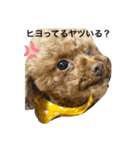 バブ ぽぽ たまにぴいたん①（個別スタンプ：1）