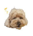 ココピース（個別スタンプ：1）