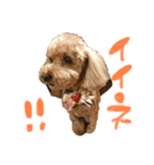 ココピース（個別スタンプ：3）